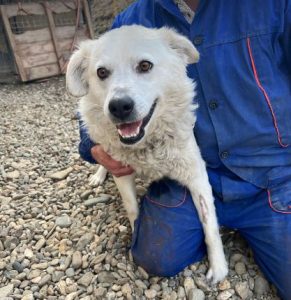 Mikkia a white rescue dog | 1 dog at a time rescue UK