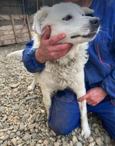 Mikkia a white rescue dog | 1 dog at a time rescue UK
