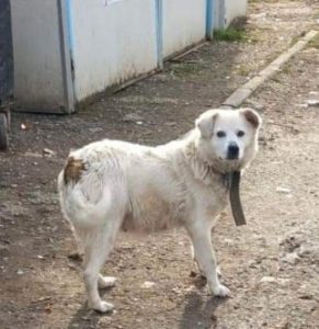 Mikkia a white rescue dog | 1 dog at a time rescue UK