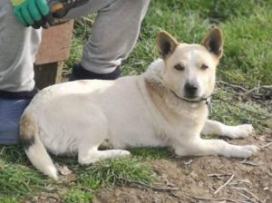 Monty a cream rescue dog | 1 dog at a time rescue UK