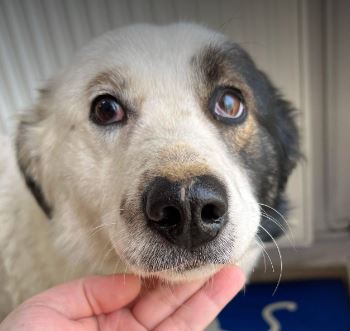 Nellie a white rescue dog 1 | 1 dog at a time rescue UK