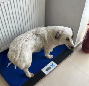 Nellie a white rescue dog 1 | 1 dog at a time rescue UK