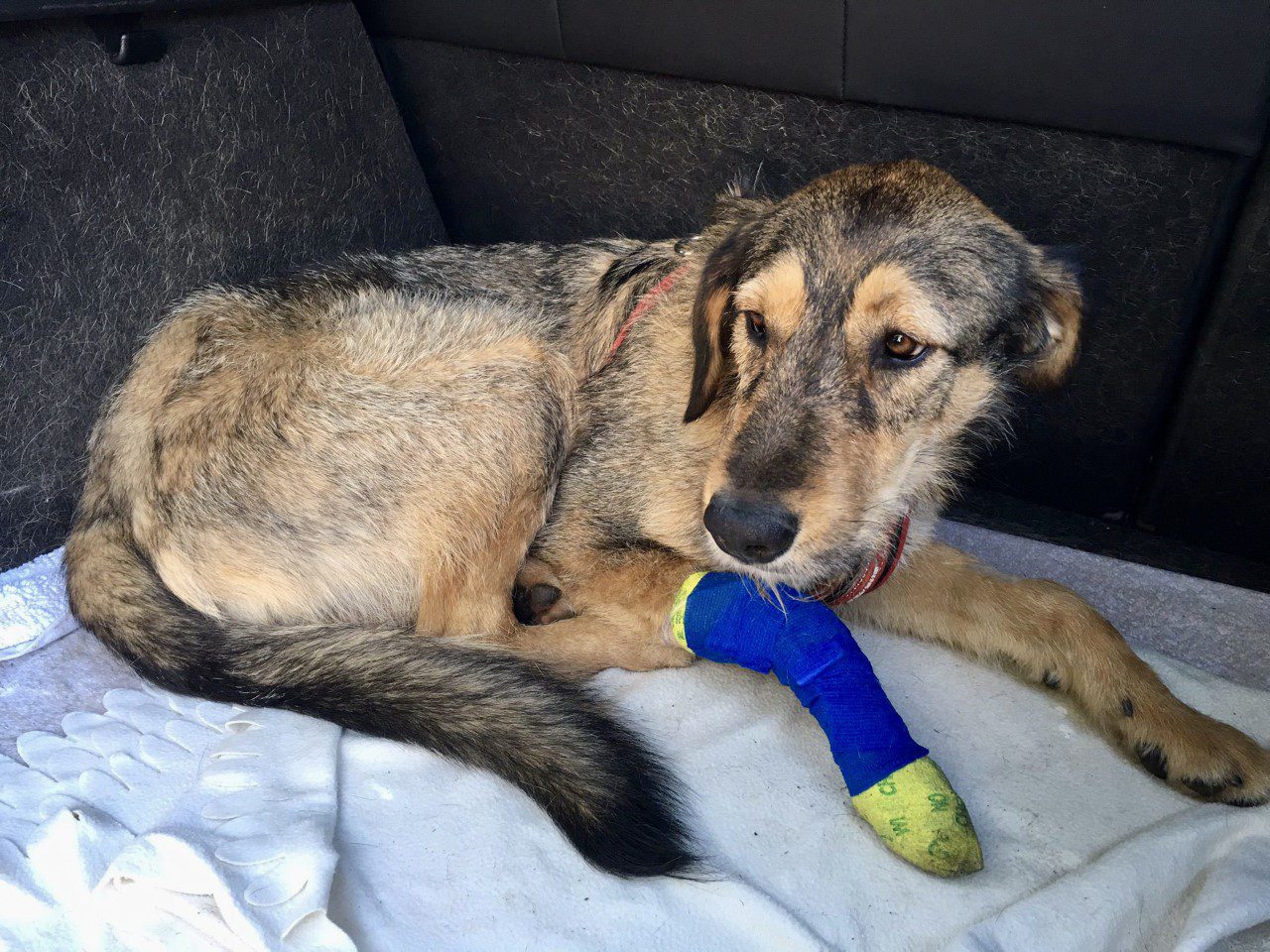 Rafa a tan and brown Romanian rescue dog with a blue bandage on his right fore leg | 1 Dog At A Time Rescue UK