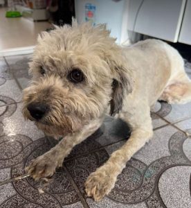 Teddy a white rescue dog 1 | 1 dog at a time rescue UK