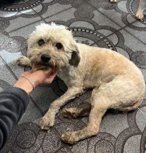 Teddy a white rescue dog 1 | 1 dog at a time rescue UK