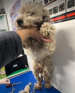 Teddy a white rescue dog 1 | 1 dog at a time rescue UK