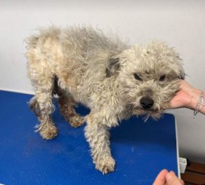 Teddy a white rescue dog 1 | 1 dog at a time rescue UK