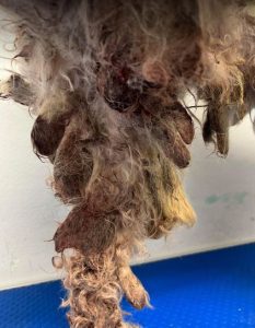 Teddy a white rescue dog 1 | 1 dog at a time rescue UK