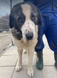 Walter, a black and white Romanian rescue dog | 1 Dog at a Time Rescue UK