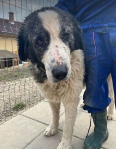 Walter, a black and white Romanian rescue dog | 1 Dog at a Time Rescue UK