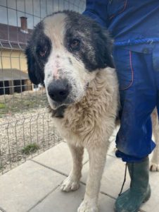 Walter, a black and white Romanian rescue dog | 1 Dog at a Time Rescue UK