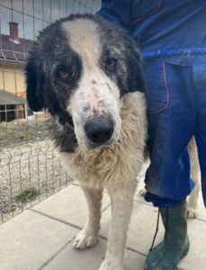 Walter, a black and white Romanian rescue dog | 1 Dog at a Time Rescue UK