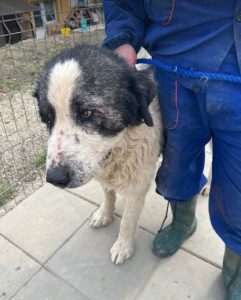 Walter, a black and white Romanian rescue dog | 1 Dog at a Time Rescue UK