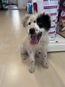 Kenney a black and white romanian rescue dog | 1 dog at a time rescue UK