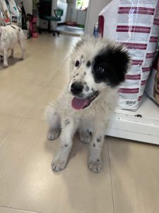 Kenney a black and white romanian rescue dog | 1 dog at a time rescue UK