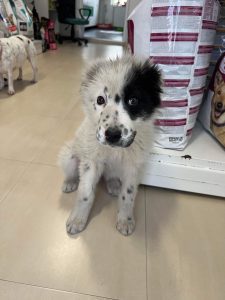 Kenney a black and white romanian rescue dog | 1 dog at a time rescue UK