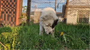 Kenney a black and white romanian rescue dog | 1 dog at a time rescue UK