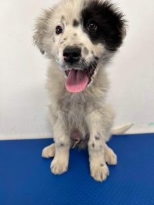 Kenney a black and white romanian rescue dog | 1 dog at a time rescue UK