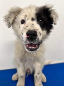 Kenney a black and white romanian rescue dog | 1 dog at a time rescue UK