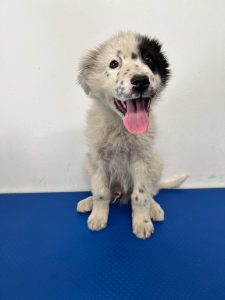 Kenney a black and white romanian rescue dog | 1 dog at a time rescue UK