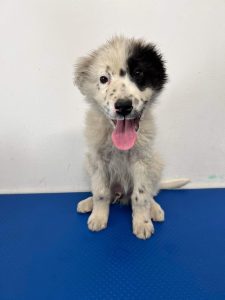 Kenney a black and white romanian rescue dog | 1 dog at a time rescue UK