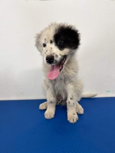 Kenney a black and white romanian rescue dog | 1 dog at a time rescue UK