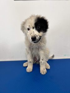 Kenney a black and white romanian rescue dog | 1 dog at a time rescue UK