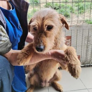 Kimmie a tan rescue dog | 1 dog at a time rescue UK