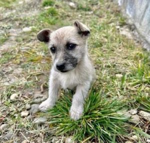 Molly-Mae a fawn rescue dog | 1 dog at a time rescue UK