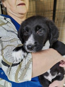 Nacho a black Romanian rescue dog | 1 Dog at a Time Rescue UK