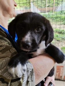 Nacho a black Romanian rescue dog | 1 Dog at a Time Rescue UK