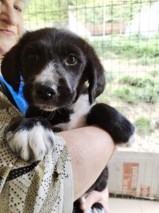 Nacho a black Romanian rescue dog | 1 Dog at a Time Rescue UK