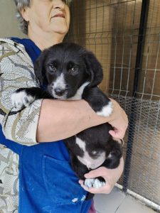 Nacho a black Romanian rescue dog | 1 Dog at a Time Rescue UK