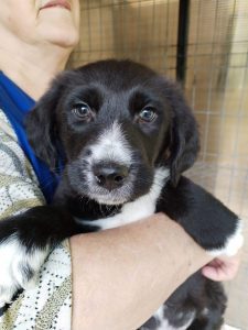 Nacho a black Romanian rescue dog | 1 Dog at a Time Rescue UK