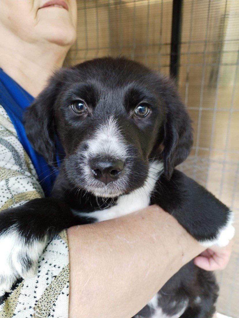 Nacho Large Black Romanian rescue dog at the shelter 1 Dog at a Time Rescue UK