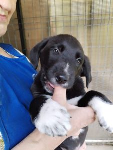 Nemo a black romanian rescue dog | 1 Dog at a Time Rescue UK