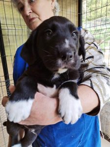Nemo a black romanian rescue dog | 1 Dog at a Time Rescue UK