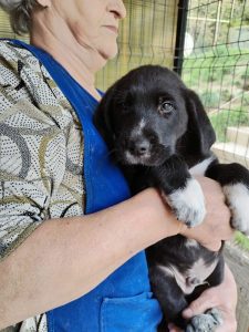 Nemo a black romanian rescue dog | 1 Dog at a Time Rescue UK