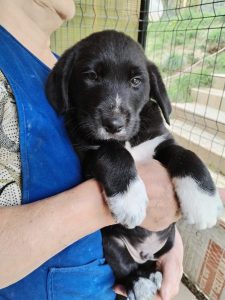 Nemo a black romanian rescue dog | 1 Dog at a Time Rescue UK