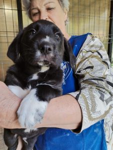 Nemo a black romanian rescue dog | 1 Dog at a Time Rescue UK