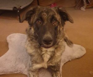 Whispa a brindle rescue dog | 1 dog at a time rescue UK