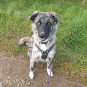 Whispa a brindle rescue dog | 1 dog at a time rescue UK