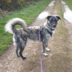 Whispa a brindle rescue dog | 1 dog at a time rescue UK