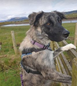 Whispa a brindle rescue dog | 1 dog at a time rescue UK