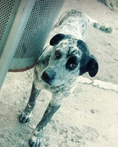 Tommo a black and white rescue dog | 1 dog at a time rescue UK