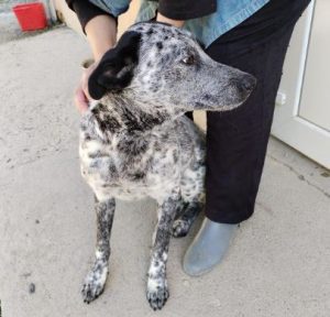 Tommo a black and white rescue dog | 1 dog at a time rescue UK