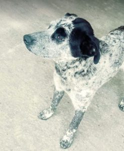 Tommo a black and white rescue dog | 1 dog at a time rescue UK