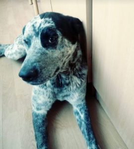 Tommo a black and white rescue dog | 1 dog at a time rescue UK