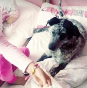 Tommo a black and white rescue dog | 1 dog at a time rescue UK