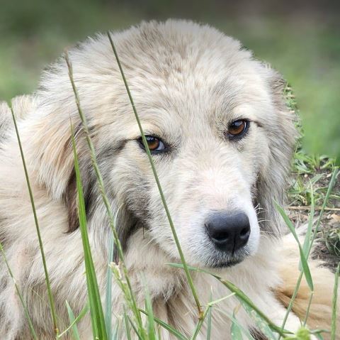 Blanca